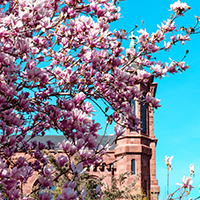 Magnolias